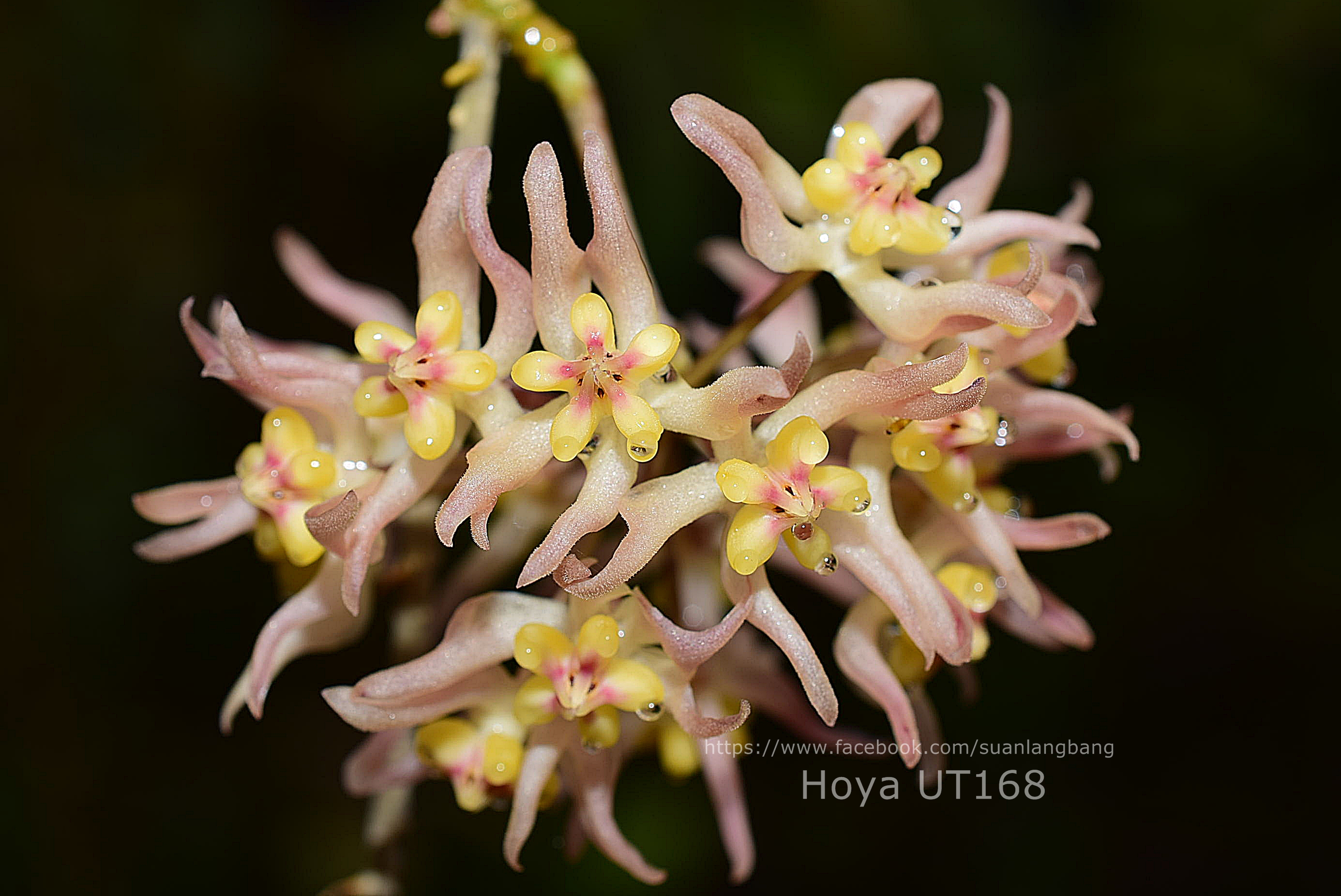 Hoya Plants Nursery Thailand Ah Hoya Plants Nursery Thailand Ah Suanlangbang Cutting สวนหล งบ าน ขายโฮย า ไม น ว